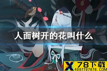 《阴阳师》人面树开的花叫什么 星阵解谜祢豆子的密信问题答案