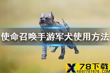《使命召唤手游》军犬怎么用 终极技能军犬使用方法